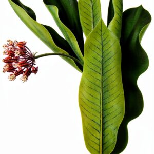 Dover Publications Native American Cooking eBook Botany-0