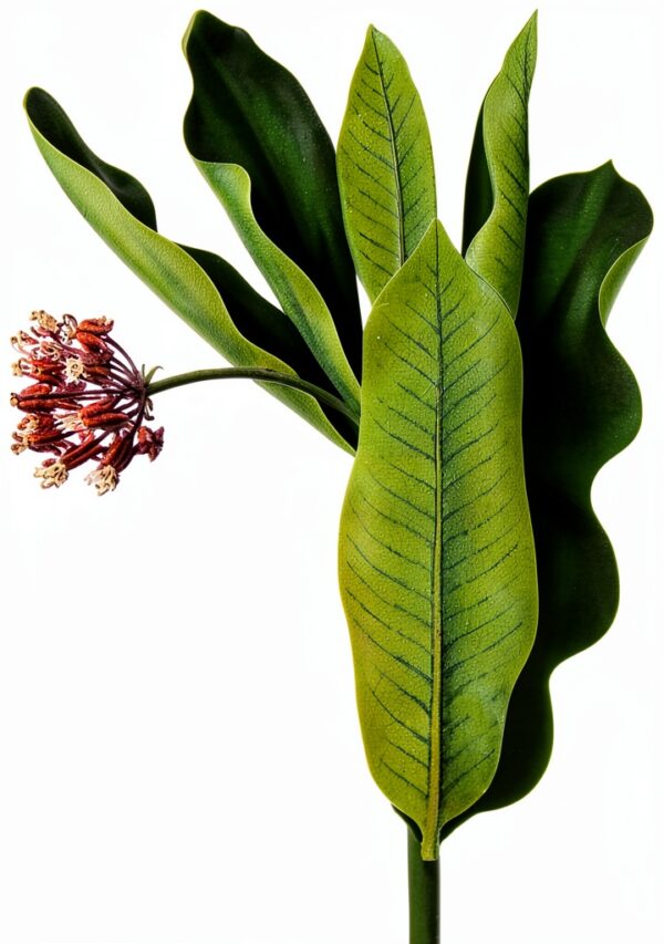 Dover Publications Native American Cooking eBook Botany-0